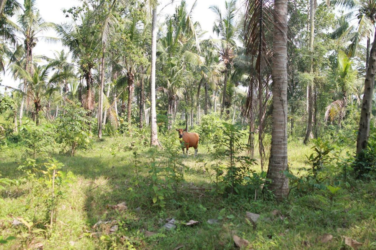 Villa Sindu Ubud מראה חיצוני תמונה